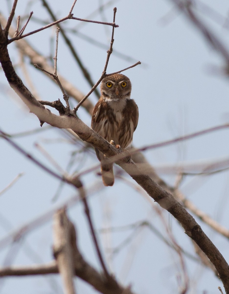Ferruginous Pygmy-Owl - ML59362361