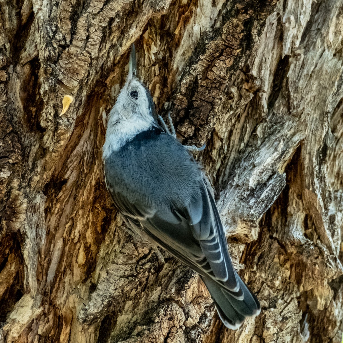 White-breasted Nuthatch - ML593623911