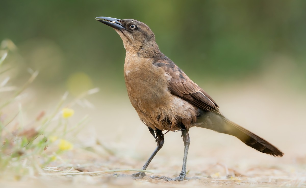 Great-tailed Grackle - ML593624881
