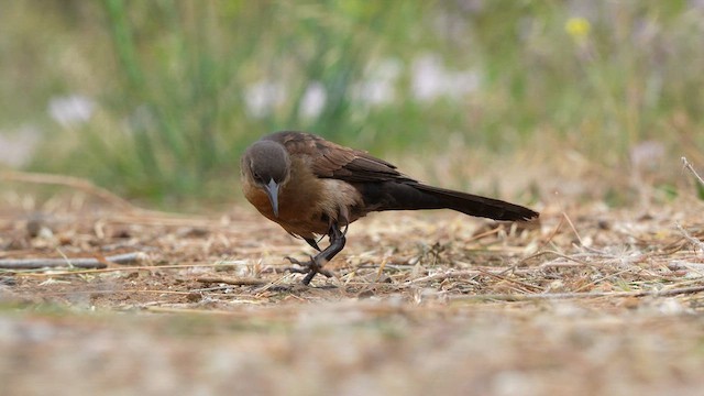 Great-tailed Grackle - ML593624911