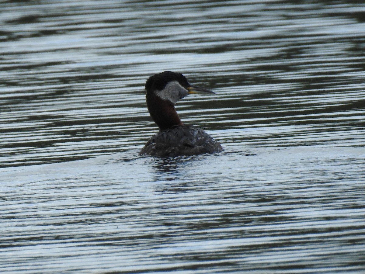 Red-necked Grebe - ML59362571