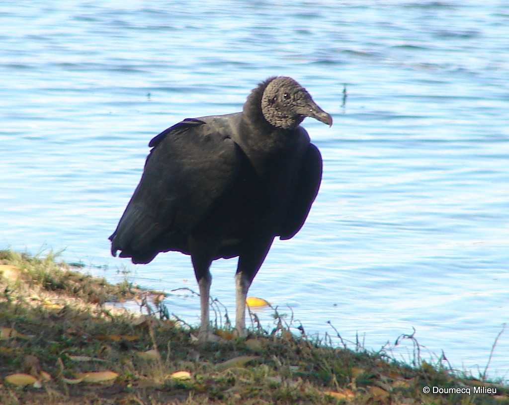 Black Vulture - Ricardo  Doumecq Milieu