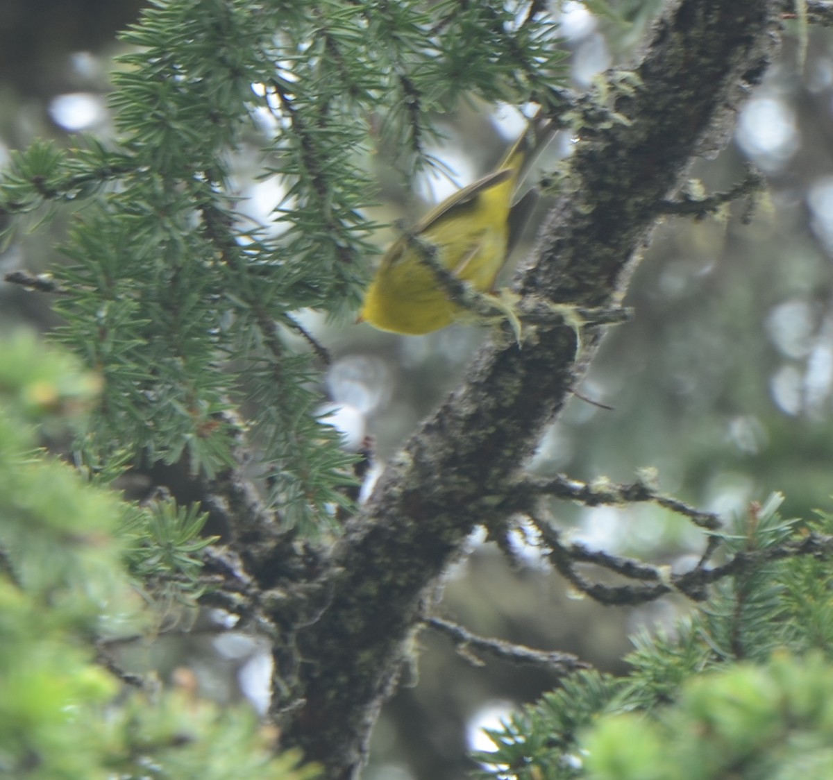 Yellow Warbler - ML593627631