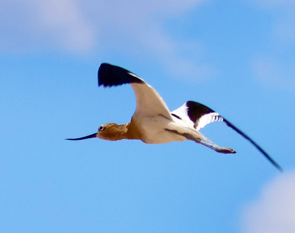 American Avocet - ML593630491