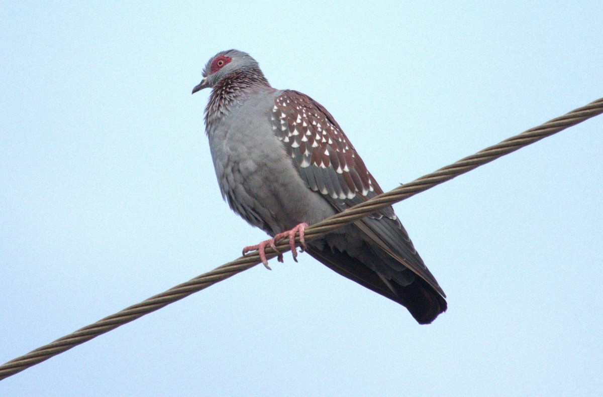 Speckled Pigeon - ML593634961