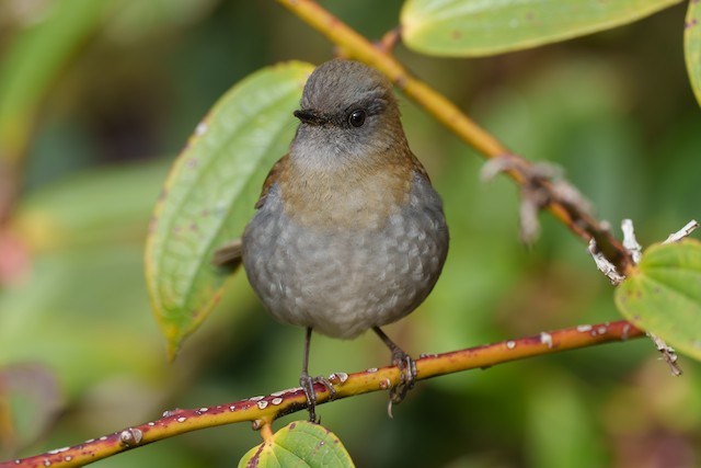 Black-billed nightingale-thrush - Wikiwand