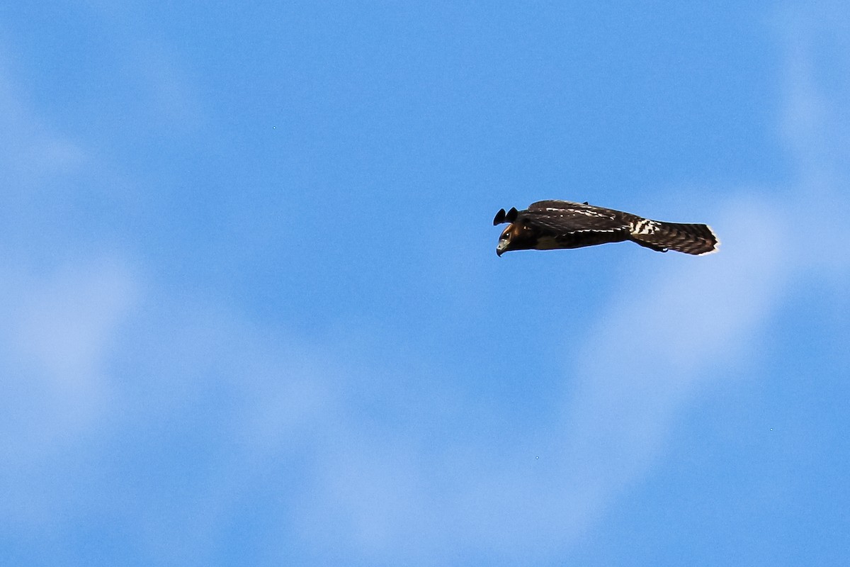 Red-tailed Hawk - ML593636161