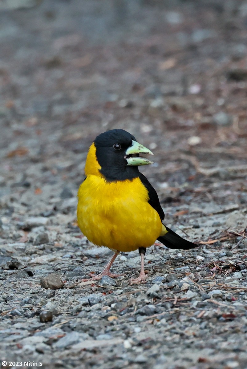 Black-and-yellow Grosbeak - Nitin Srinivasa Murthy