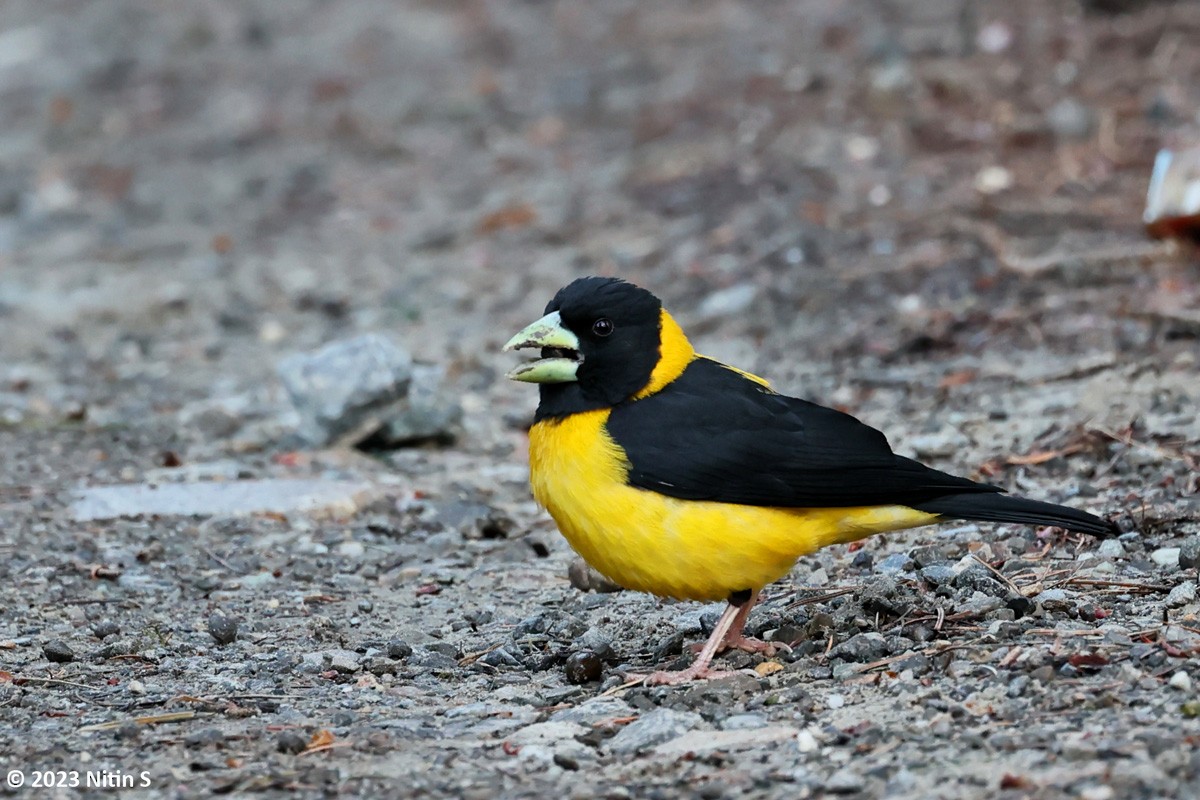 Black-and-yellow Grosbeak - Nitin Srinivasa Murthy