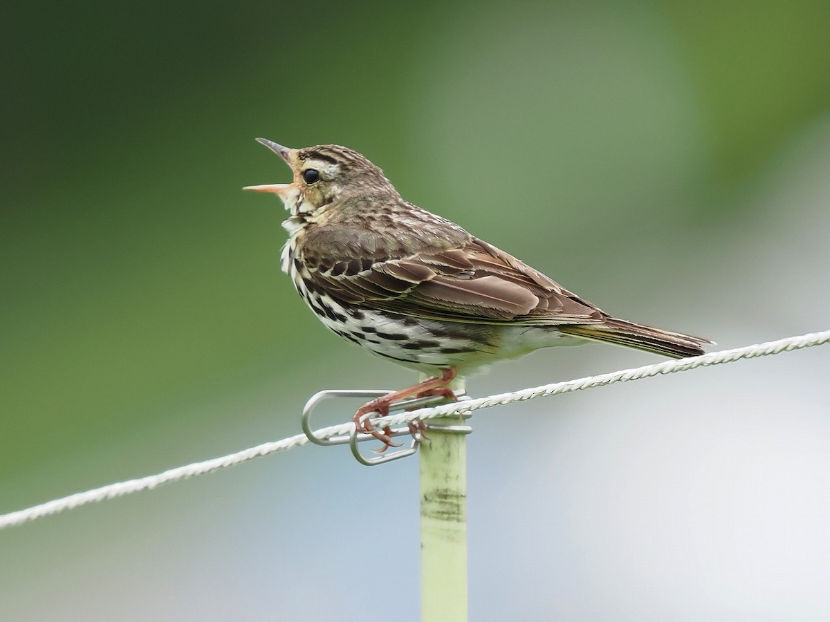 Olive-backed Pipit - ML593636991