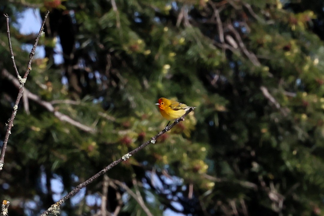 Fire-capped Tit - ML593637301