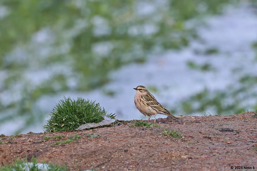 Rosy Pipit - ML593637361