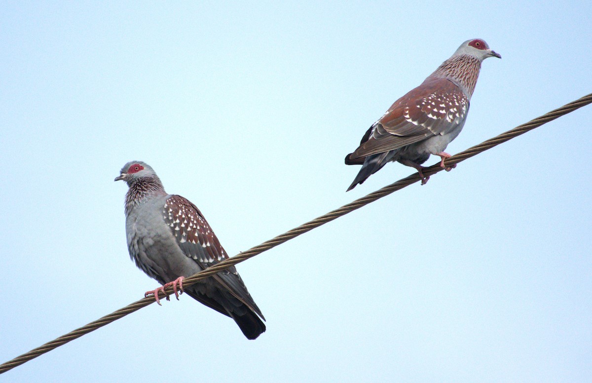 Speckled Pigeon - ML593638781