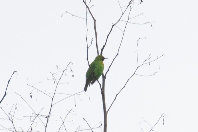 Golden-fronted Leafbird - ML593642431