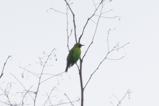 Golden-fronted Leafbird - ML593642441