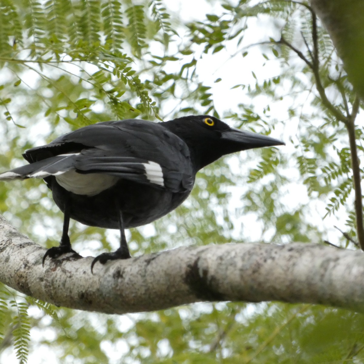 Pied Currawong - ML593644931