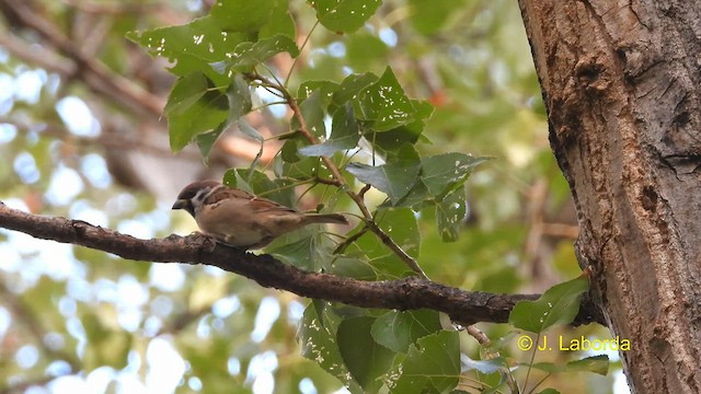 Eurasian Tree Sparrow - ML593647461