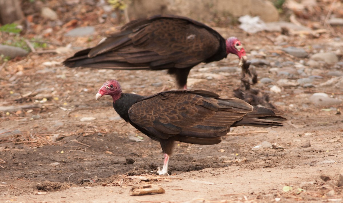 Turkey Vulture (Northern) - ML59364821