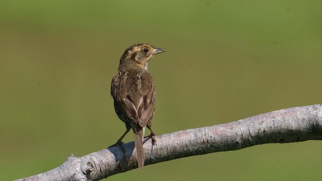 Saltmarsh Sparrow - ML593649351