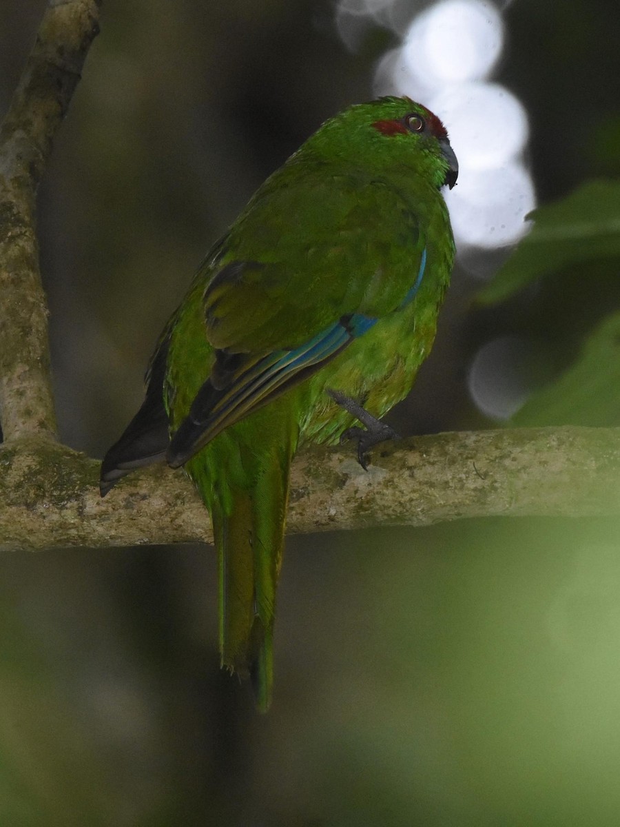 Red-crowned Parakeet - ML593652461