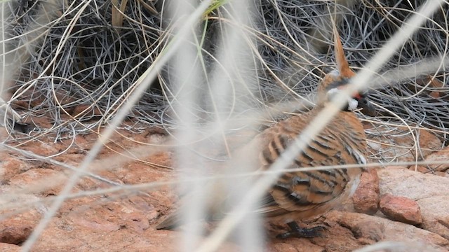 Spinifex Pigeon - ML593653161