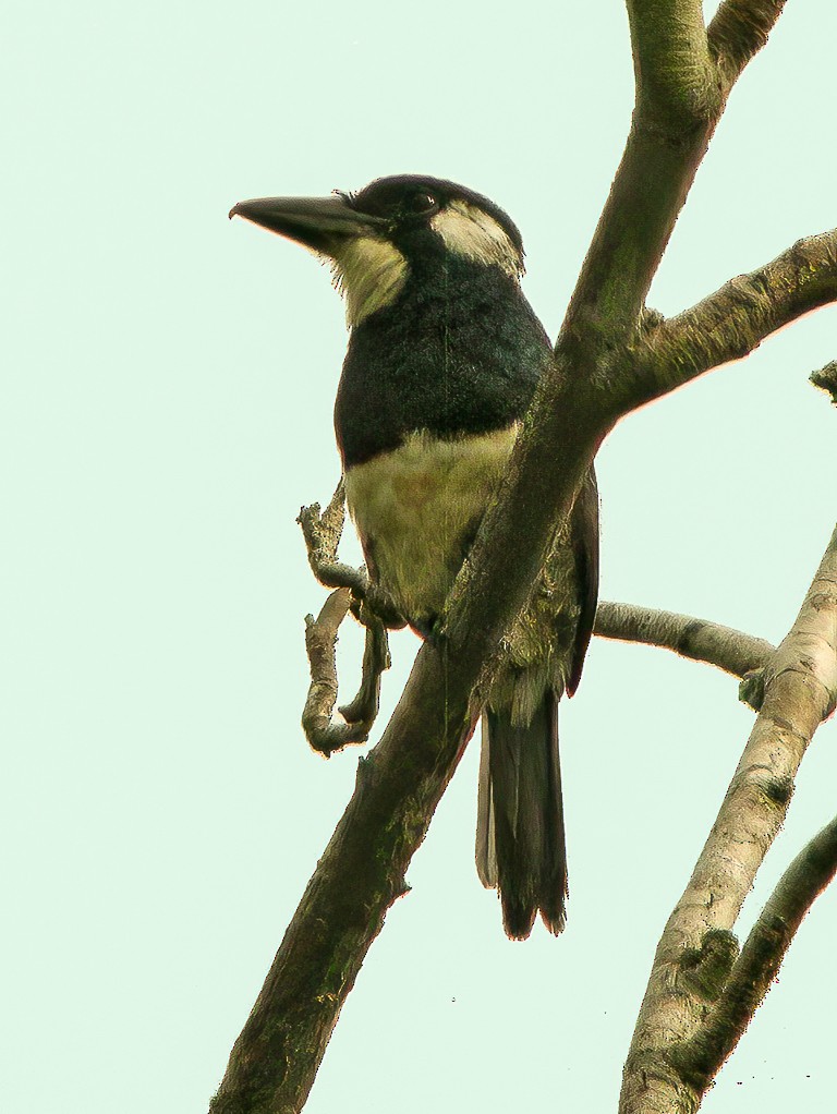 Black-breasted Puffbird - ML593654191