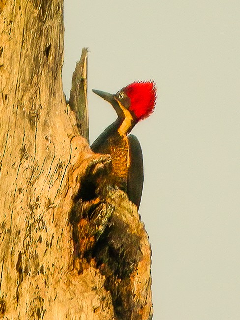 Guayaquil Woodpecker - Francesco Veronesi