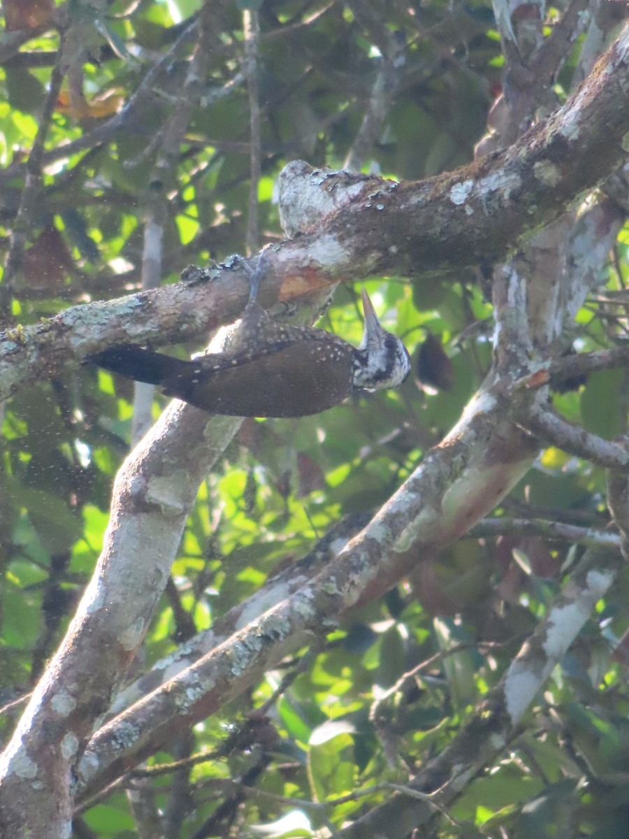 Golden-crowned Woodpecker - ML593655521