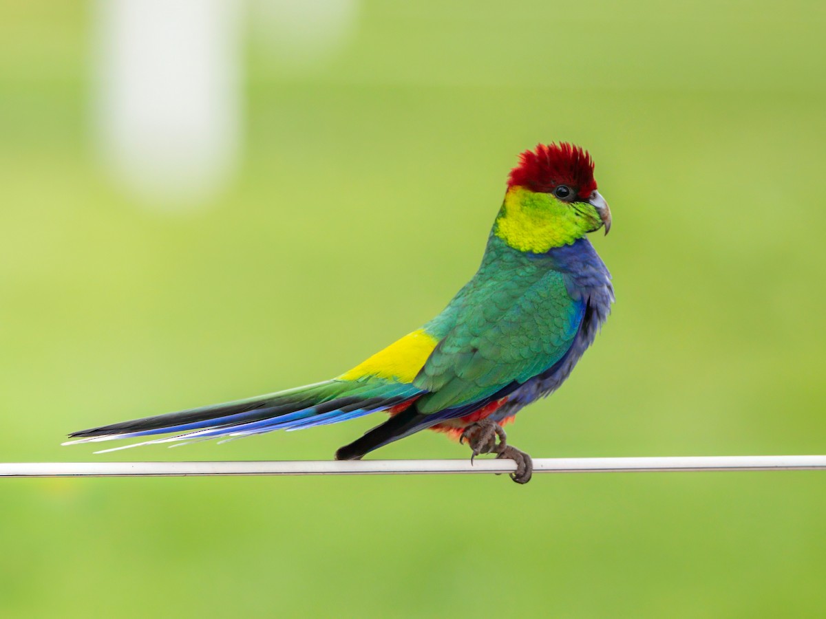 Red-capped Parrot - ML593658431