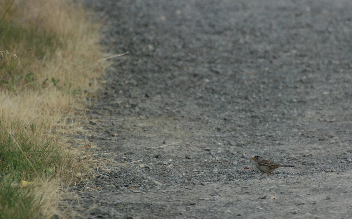 White-crowned Sparrow - ML593660281