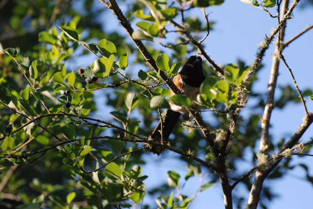 Spotted Towhee - ML593660341