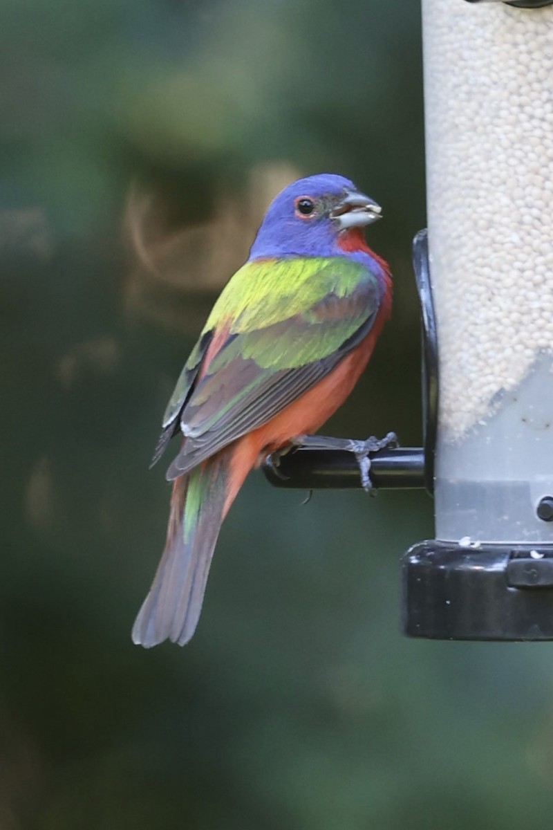 Painted Bunting - ML593661471