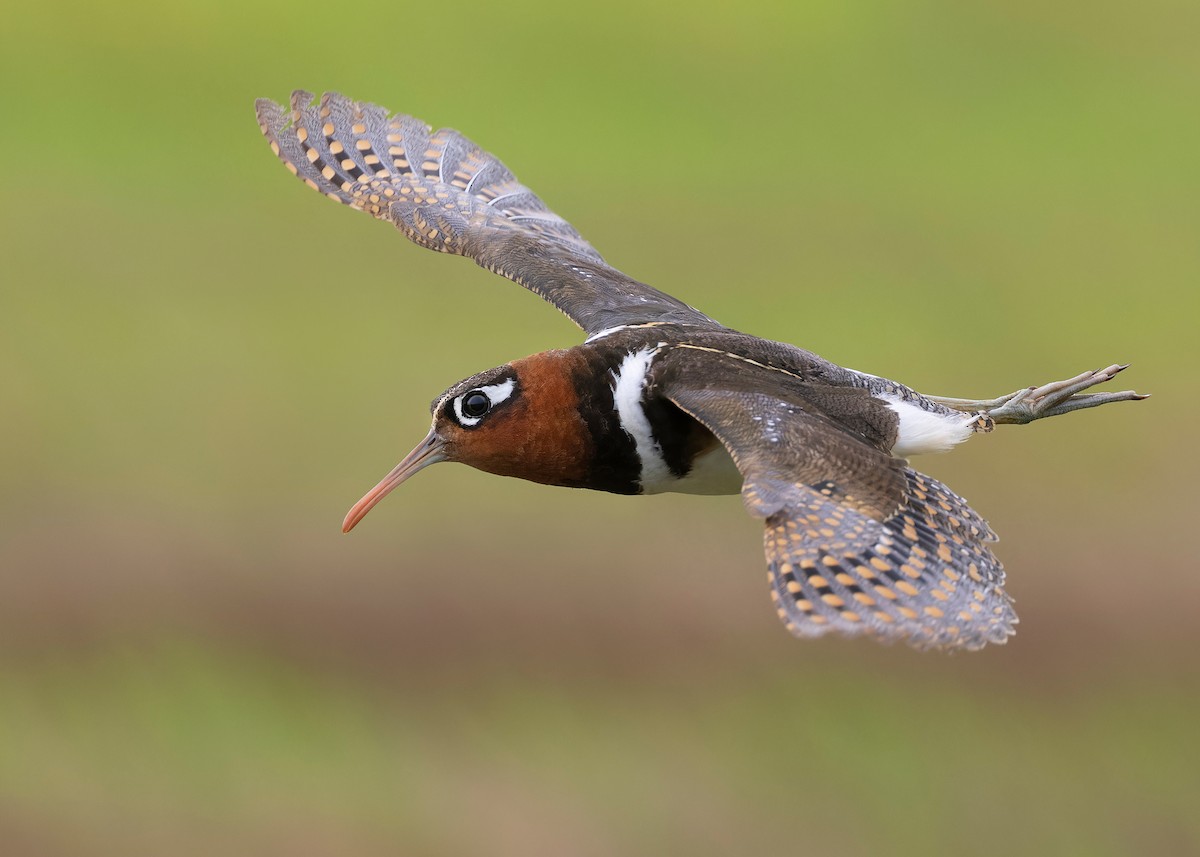 Greater Painted-Snipe - ML593665041
