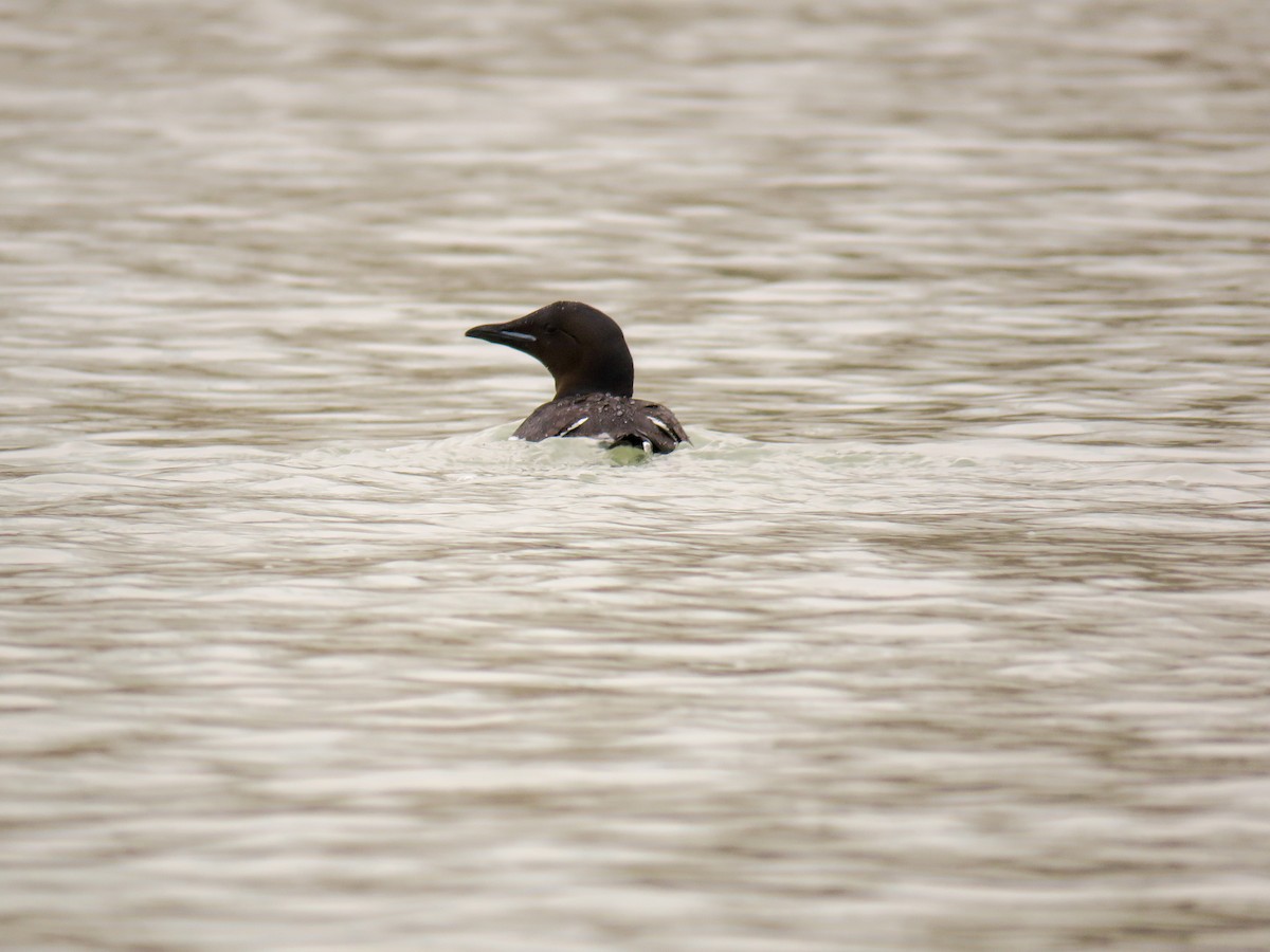 Thick-billed Murre - ML593665421
