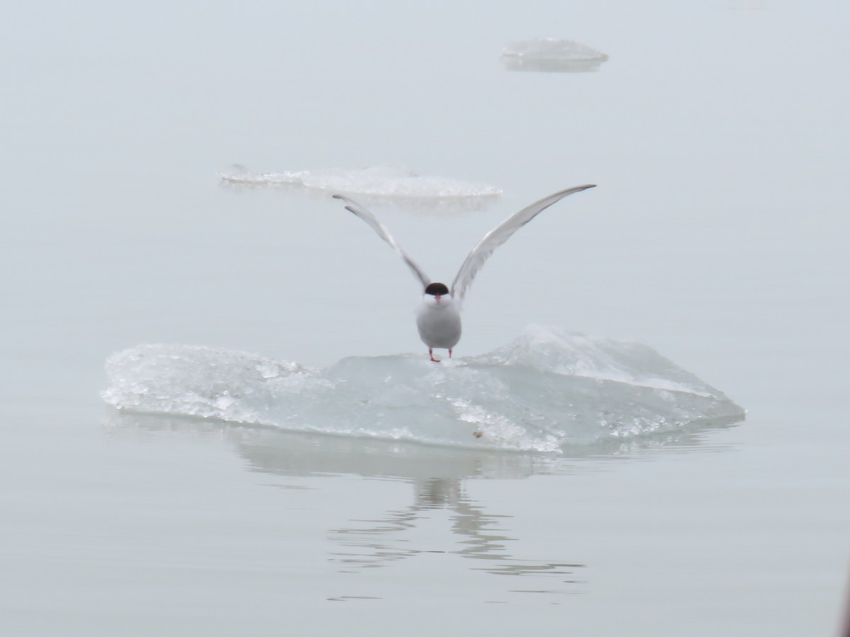 Arctic Tern - ML593666171
