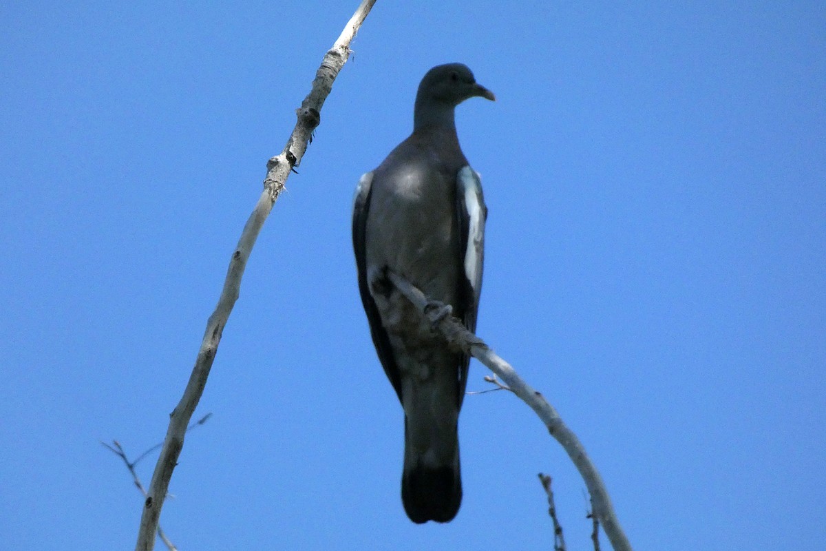 Common Wood-Pigeon - ML593666361