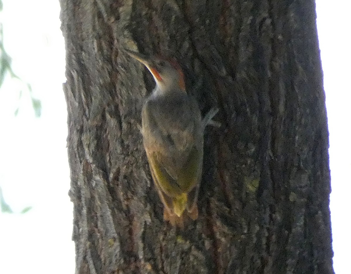 Iberian Green Woodpecker - ML593666411