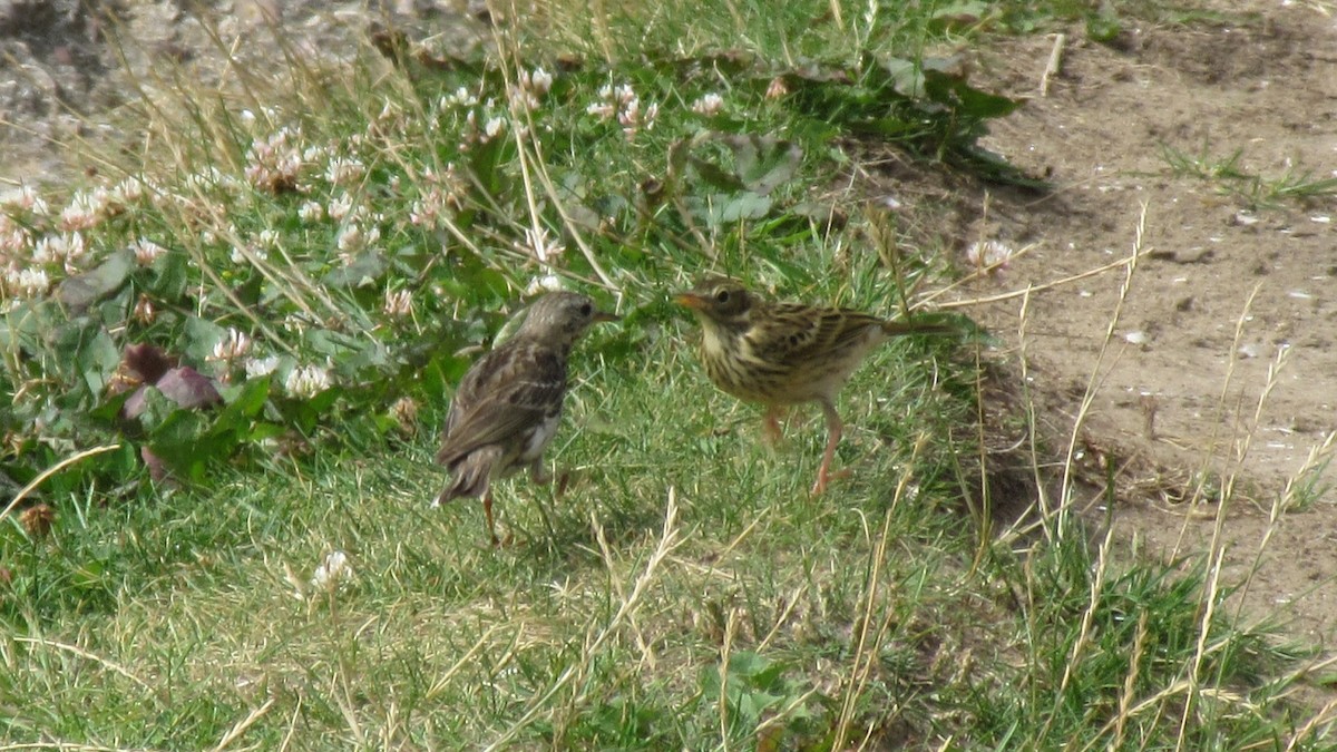 Meadow Pipit - ML593668061