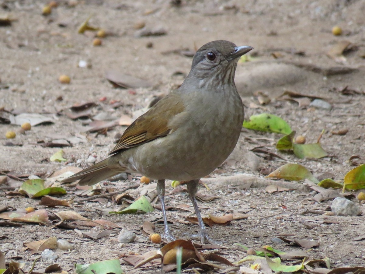 Pale-breasted Thrush - ML593671901