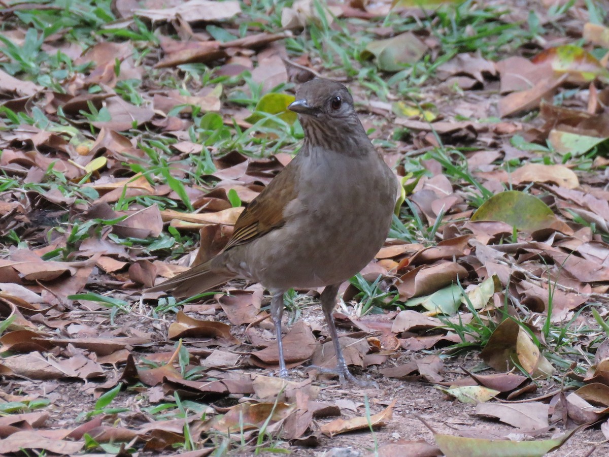 Pale-breasted Thrush - ML593671921