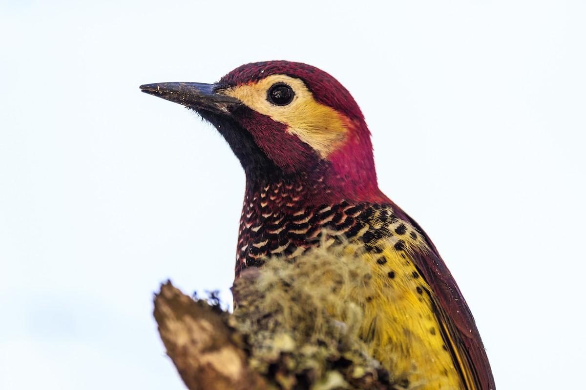 Crimson-mantled Woodpecker - ML593672611