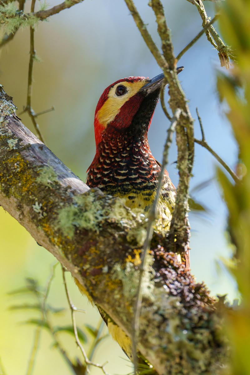 Crimson-mantled Woodpecker - ML593672631