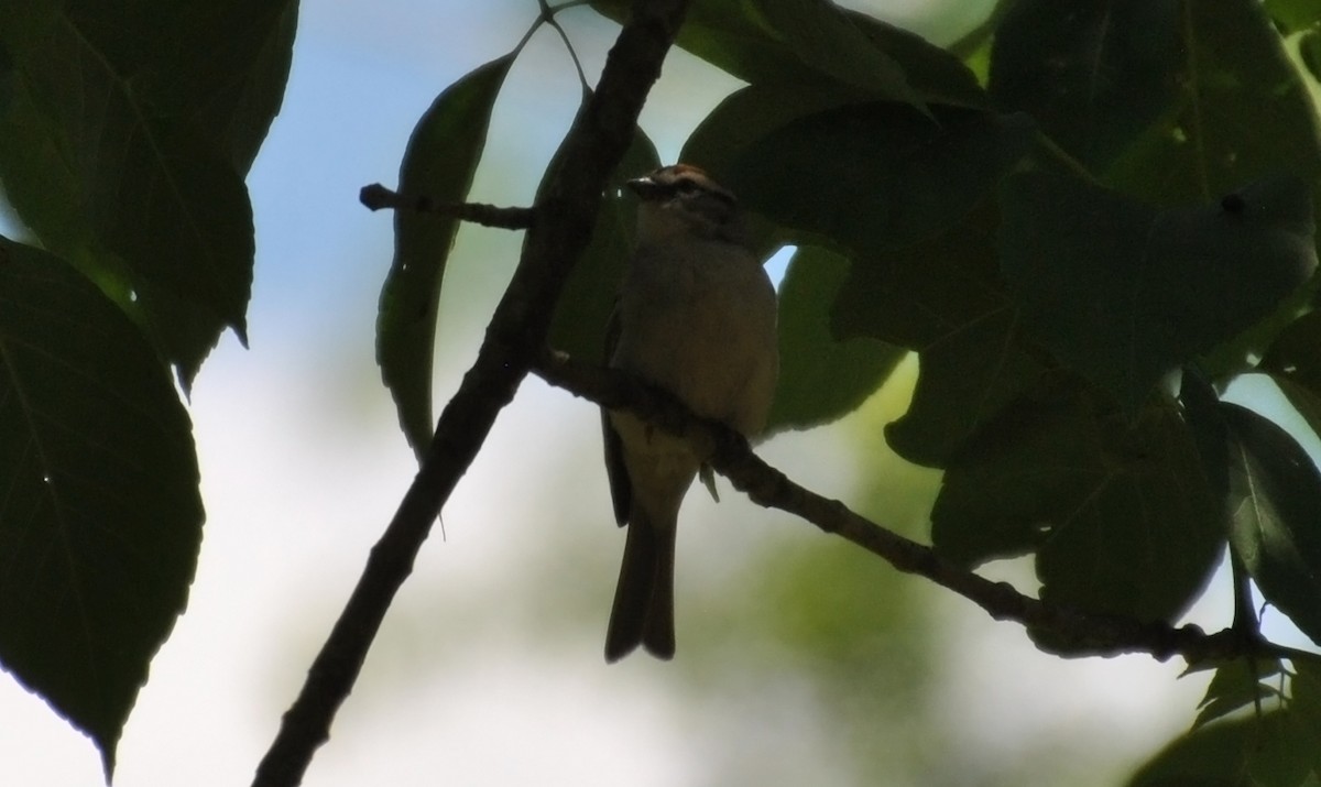 Chipping Sparrow - ML59367271