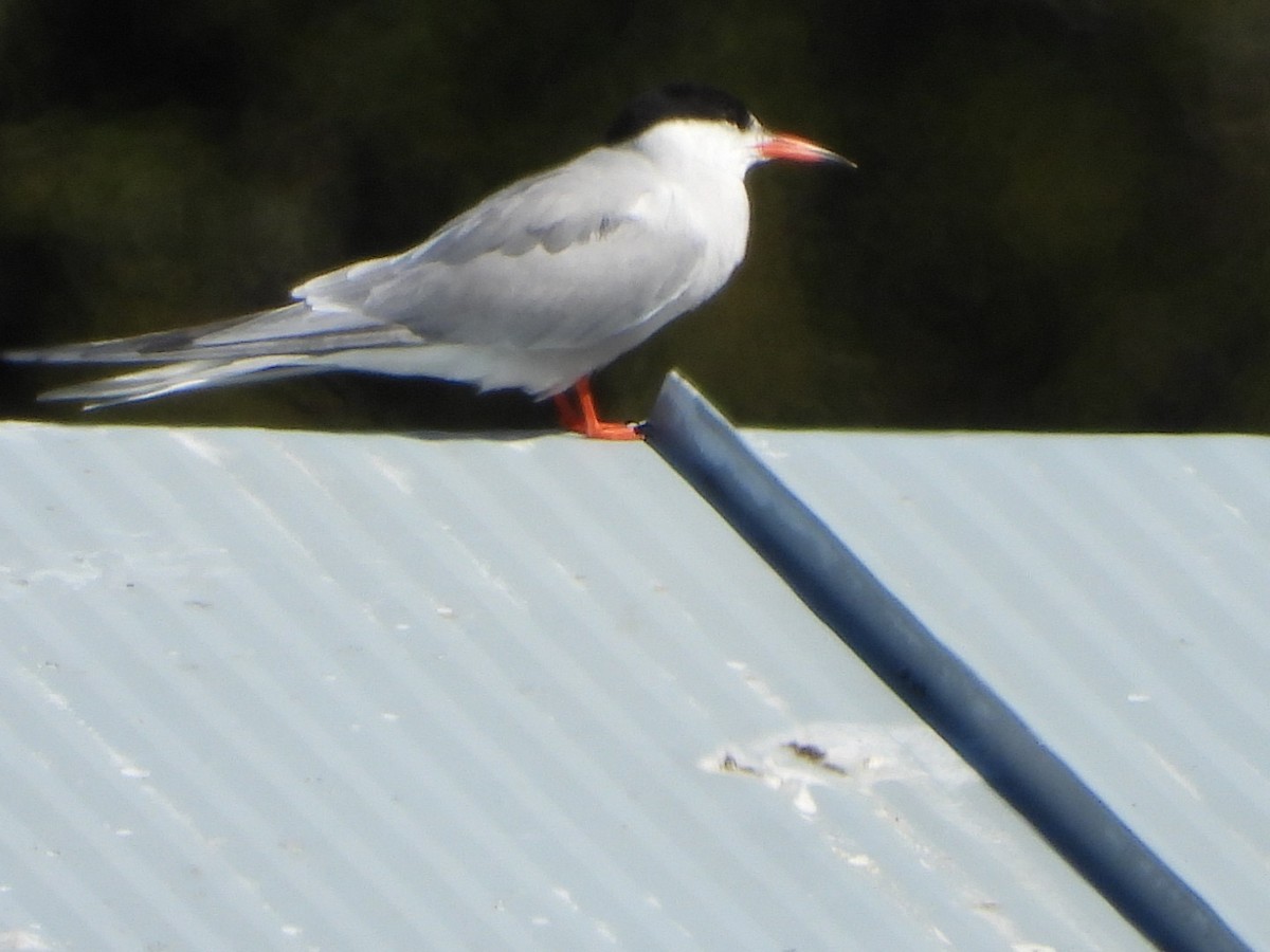 Common Tern - ML593672861