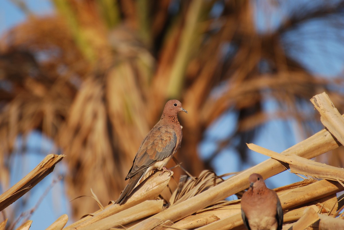 Laughing Dove - ML593674921