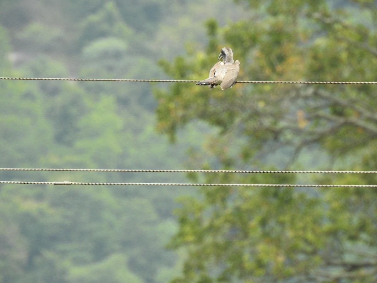 Indian Gray Hornbill - ML593676011