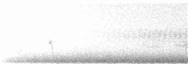 Beyaz Göğüslü Sıvacı [lagunae grubu] - ML59367651