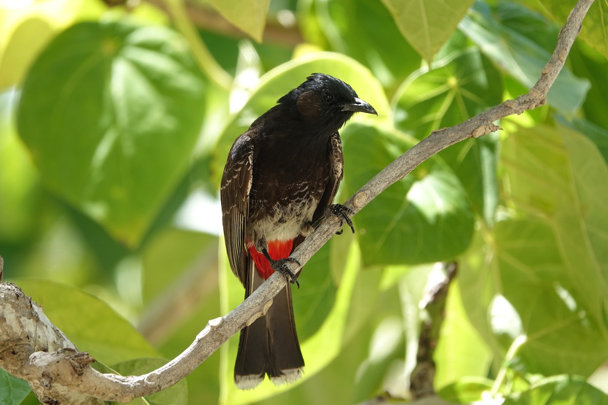 Red-vented Bulbul - ML593676711