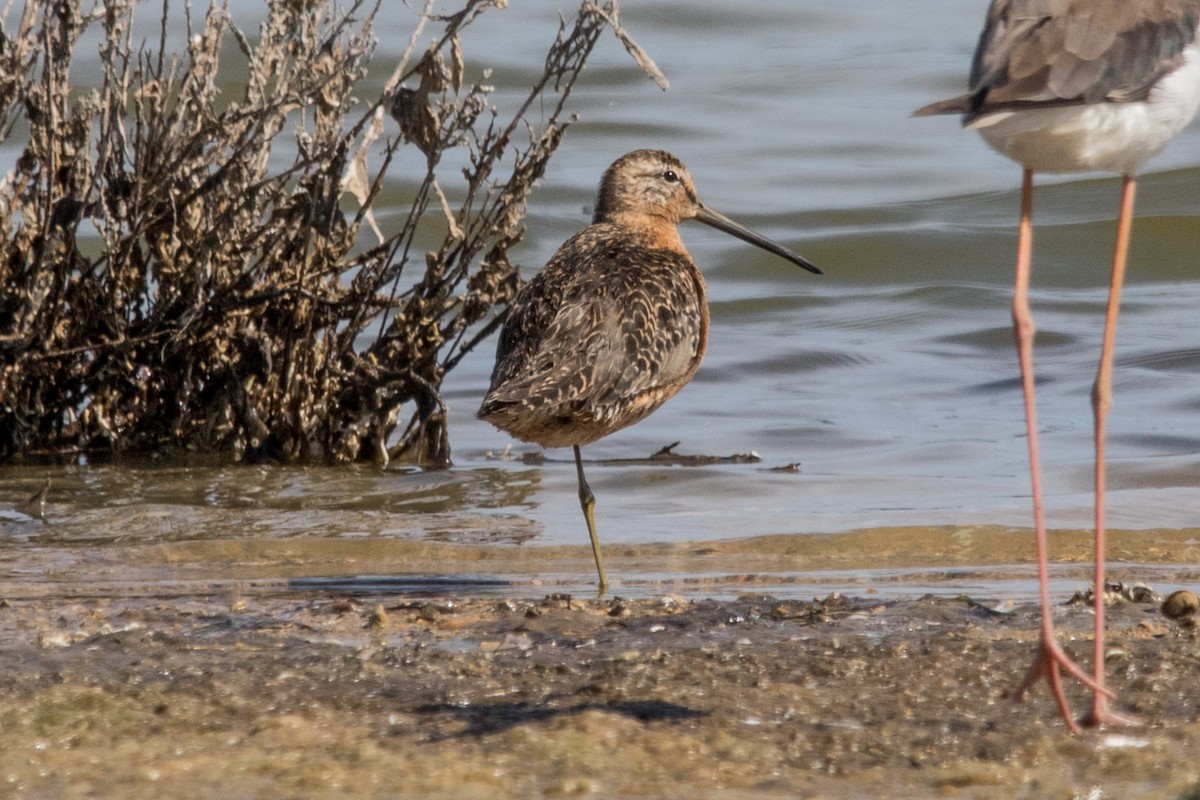 Long-billed Dowitcher - ML593678861