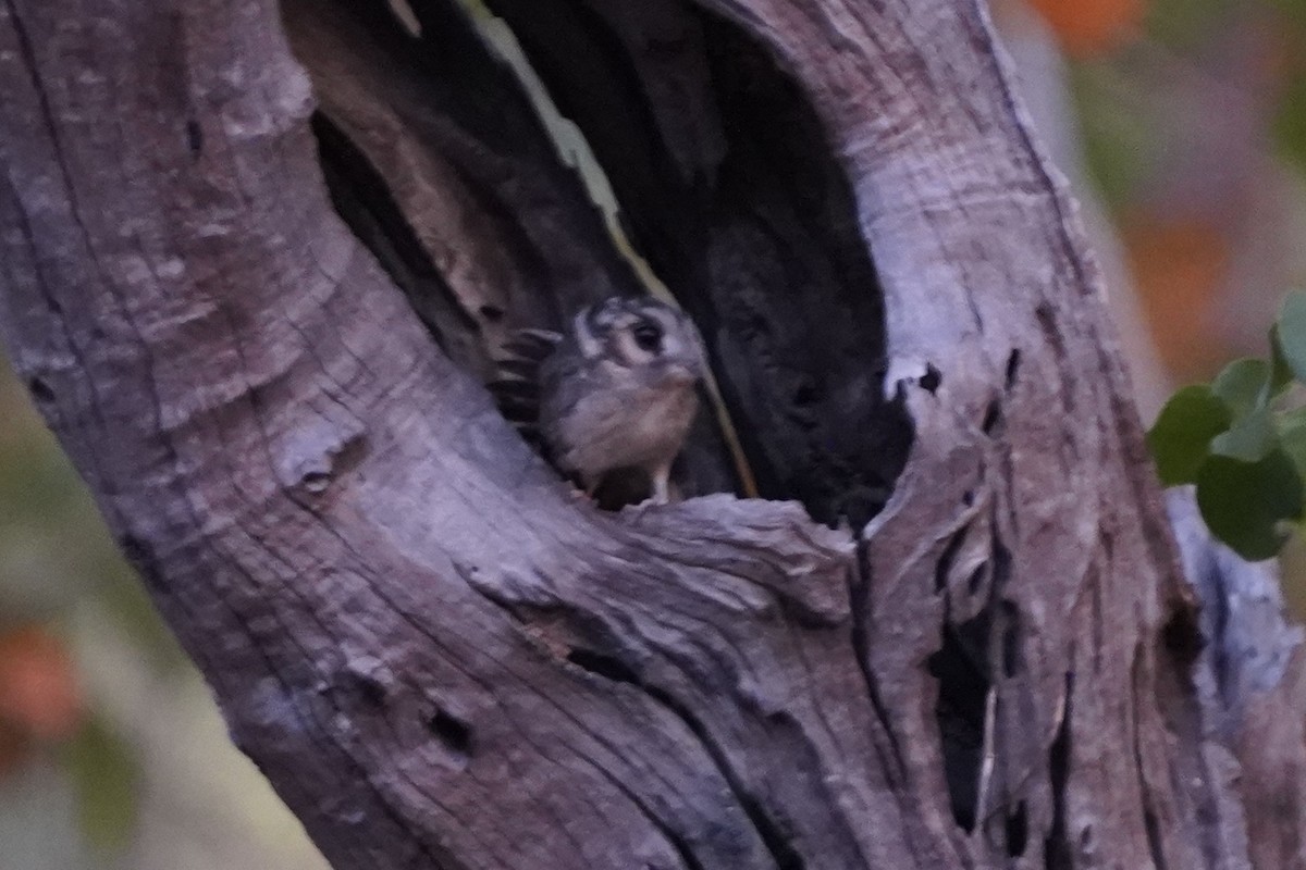 Australian Owlet-nightjar - ML593679811